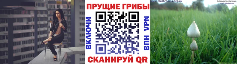 Купить закладки  Аткарск  Галлюциногенные грибы Cubensis 